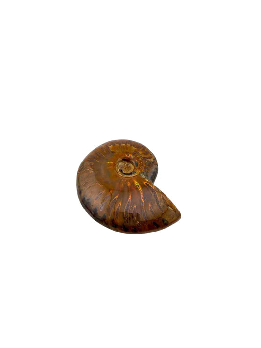 Ammonite fossile
