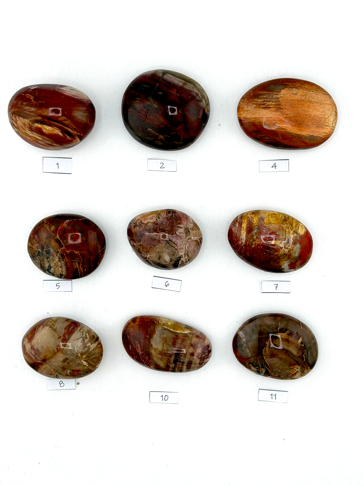 Palmstone legno fossile