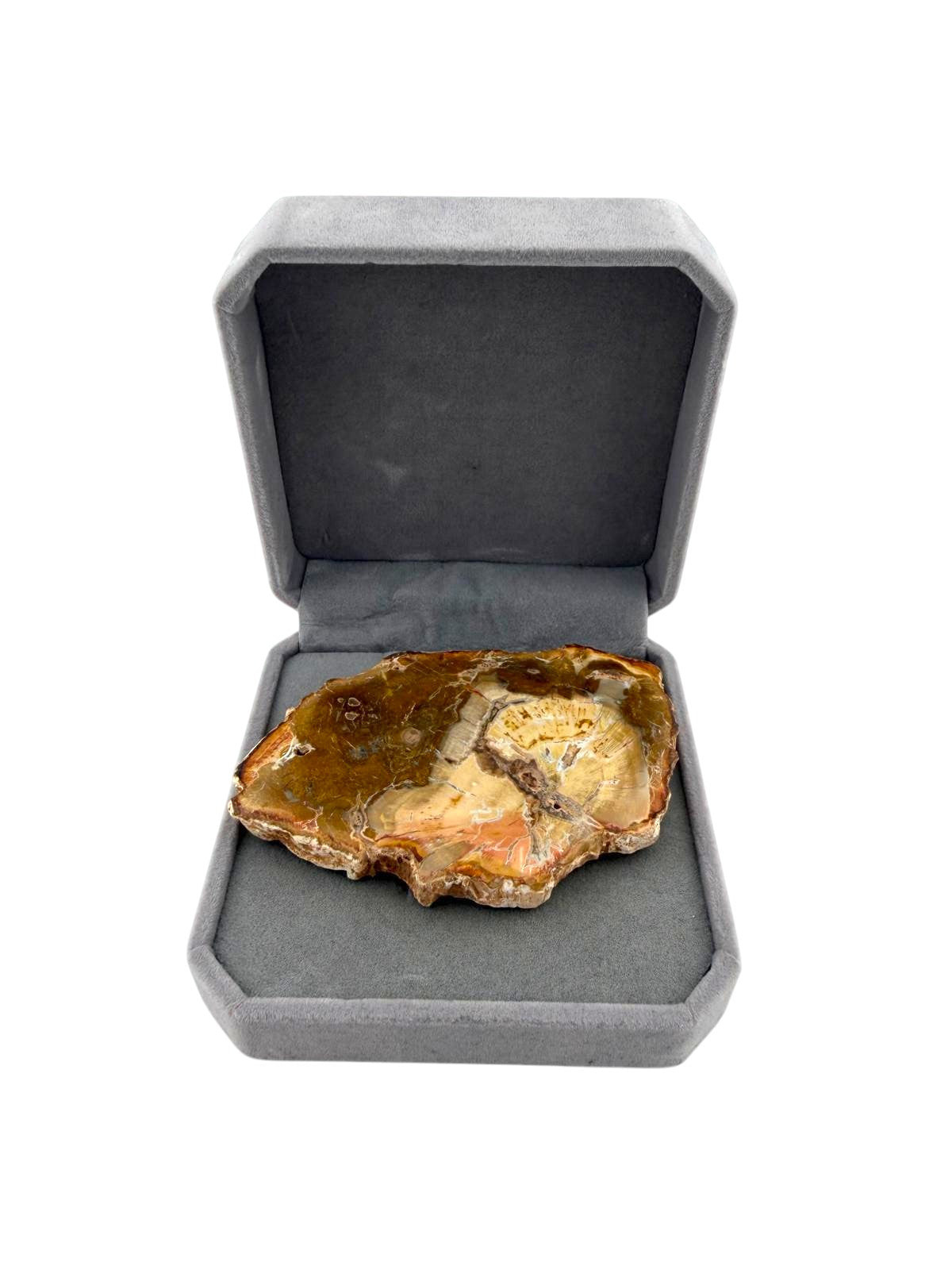 Legno fossile