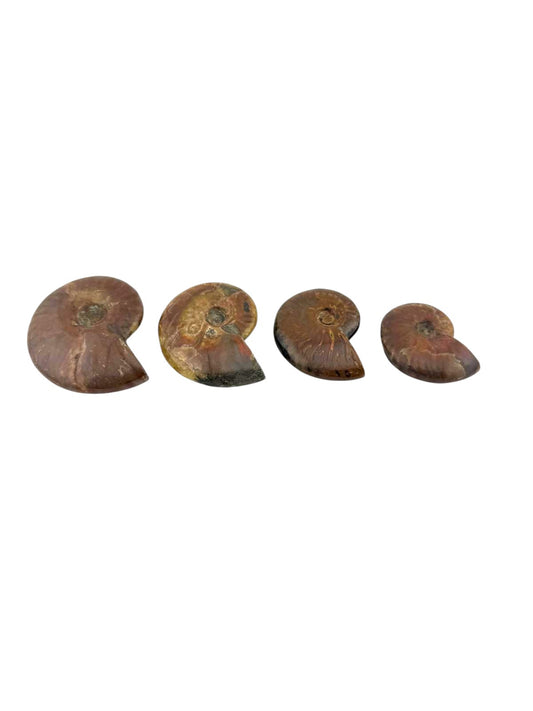 Ammonite fossile